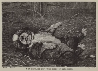 Un cucciolo di San Bernardo: il sonno dell