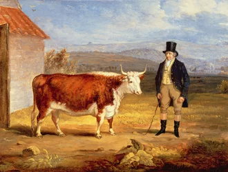 Il signor James Hodges e la sua giovenca Hereford di due anni, c.1843