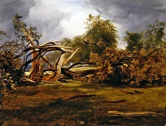 La quercia devastata