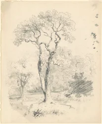Una Radura di Alberi