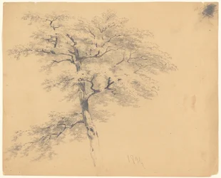 Albero