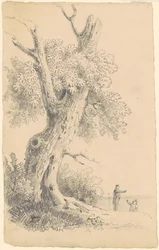 Albero vicino alla riva