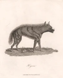 Iena