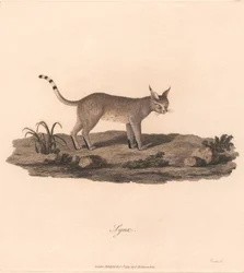 Lince