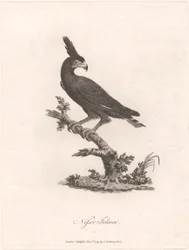Nisser Tokoor