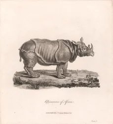 Rinoceronte d