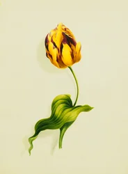 Un Tulipano Pappagallo, 1826