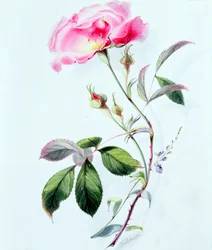 Una rosa