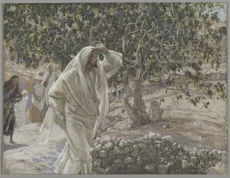 Il fico maledetto, illustrazione da La vita di Nostro Signore Gesù Cristo, 1886-94