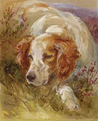 Uno spaniel