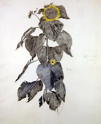 Girasoli