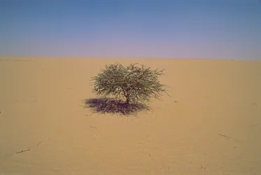 Albero isolato in un deserto in Niger, Africa. Forse "Arbre du Tenere" o sembra grande...