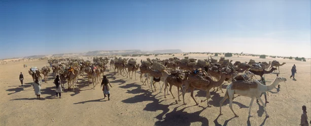 Panorama di una carovana di cammelli del sale fuori Fachi. VICINO A FACHI, NIGER.