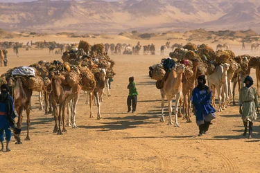 Carovana di cammelli del sale fuori Fachi. VICINO A FACHI, NIGER.
