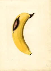 Banana (Musa) (acquerello)