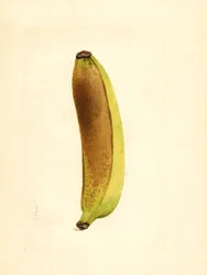 Banana (Musa) (acquerello)