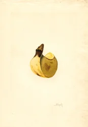 Banana (Musa) (acquerello)