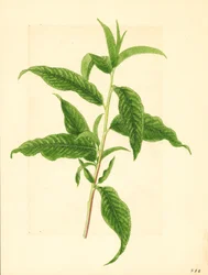 Ramo con foglie verdi del pesco Elberta (Prunus persica: Elberta) (acquerello)