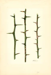 Cancro degli agrumi su fusto di arancio (Poncirus trifoliata) (acquerello)