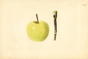 Mela Golden Delicious (Malus domestica) (acquerello)