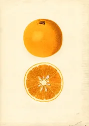 Arance Homosassa ( Citrus sinensis) (acquerello)