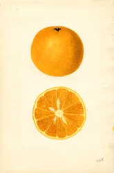 Arance di Maiorca (Citrus sinensis) (acquerello)