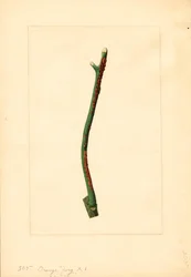Ramoscello di arancio (Citrus sinensis: Valencia) (acquerello)