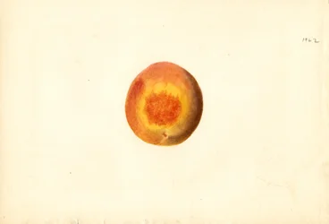Pesca ( Prunus persica: Elberta) (acquerello)