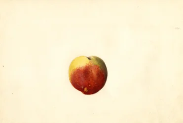 Pesca ( Prunus persica: Elberta) (acquerello)