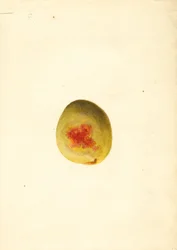 Pesca ( Prunus persica: Elberta) (acquerello)