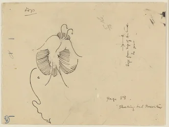 Farfalla (recto); frammento di farfalla (verso)