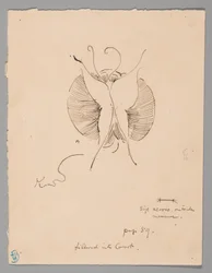 Farfalla (recto); frammento di farfalla (verso)