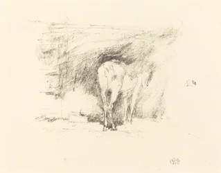 Studio di un cavallo