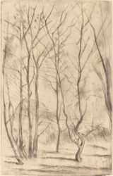 Il bosco della diga