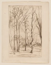 Il Bosco della Diga