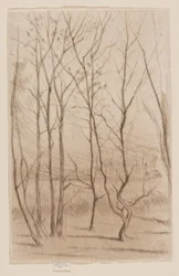 Il bosco della diga