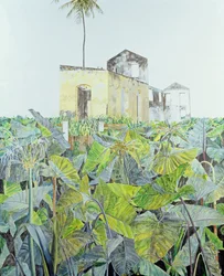 Rovina in una palude, Haiti, 1971