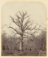 La quercia della regina Anna