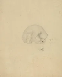Un orso