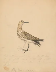 Un uccello