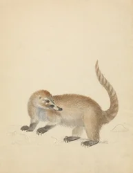 Un coatimundi