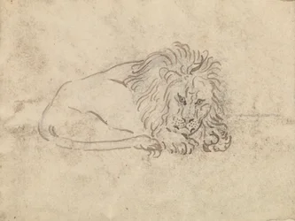 Un leone