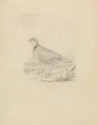 Una Quaglia