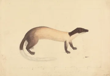 Una donnola