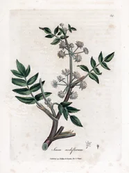 Ache false watercress - Crescione d