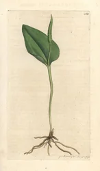 Lingua di serpente, Ophioglossum vulgatum