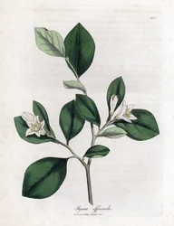 Storace, Styrax officinalis