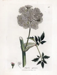 Angelica selvatica - Angelica sylvestris. Incisione a mano colorata su rame da un