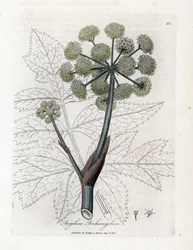 Angelica vera o officinale o arcangelica - Angelica archangelica. Incisione a mano colorata su rame da un