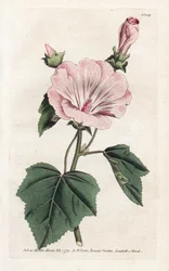 Lavatera annuale viola